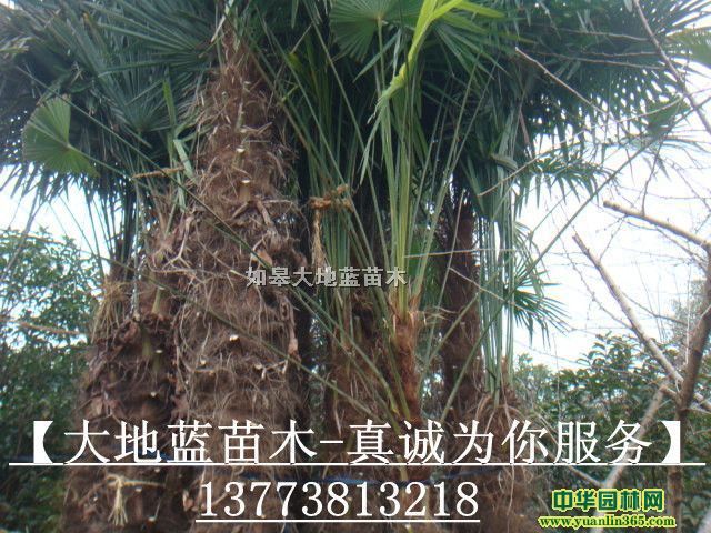 ��鵸�2��-3��.