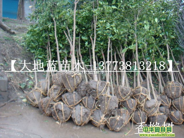 ��Բ�����ڡ���԰��D1��5-2-3-4����