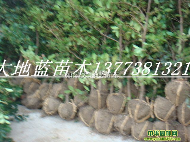 ��ĸ����ĸ����ĸ�۸�