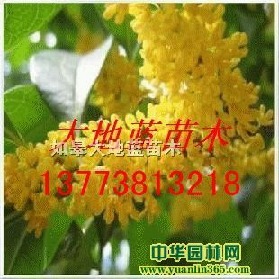 ������H50-60-70-80-100-120