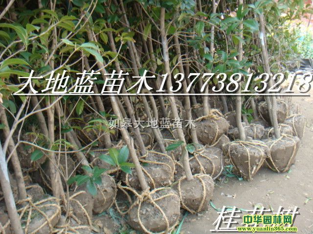 �𻨡���ҶŮ�ꡢ�������ࡢ���ڡ���������÷