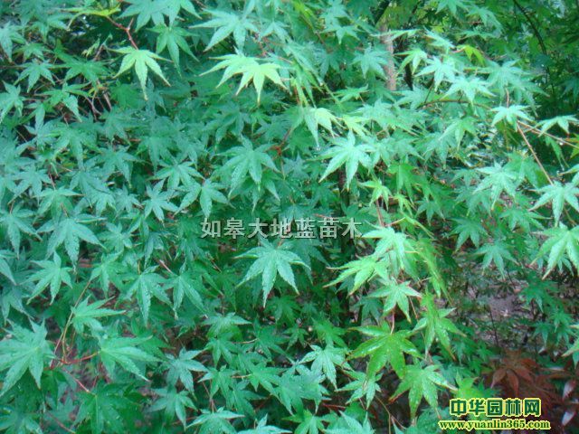 ��צ��-��ͷ��