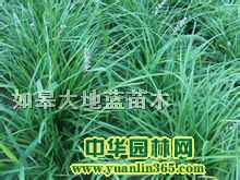 �󶬲ݡ���Ľ����������Ƥ