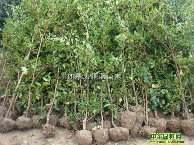 ��ĸ������ĸ������ĸ����ĸ����ĸ��