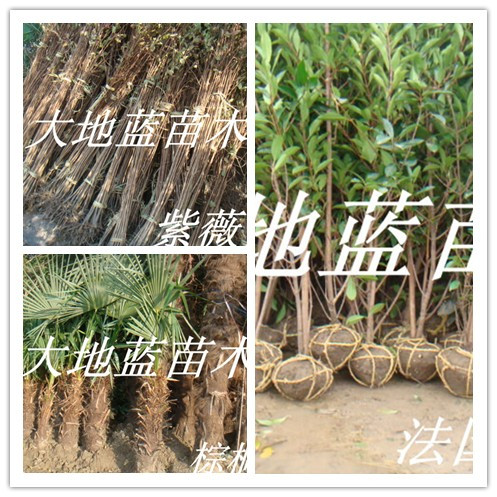 ��ޱ����ޱС�硢��ޱ������ޱ����