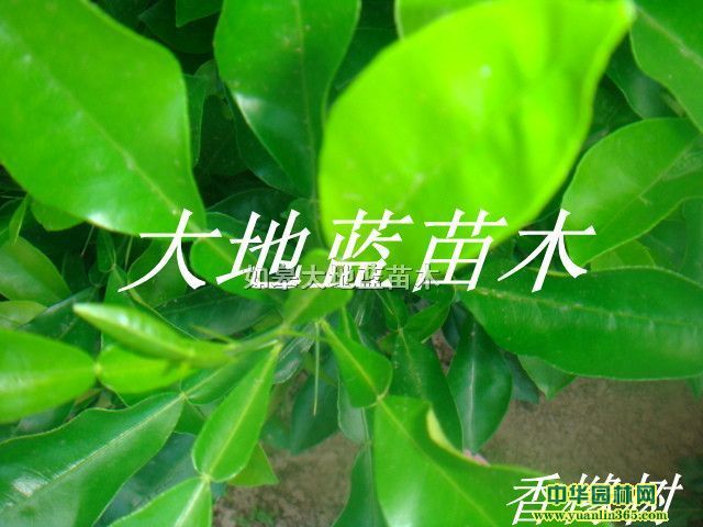 ����С��