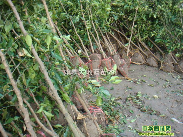 ����10���֡�12���֡�13����