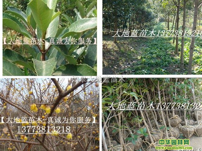 ��ľ���ء���ͨ��ľ�������ľ