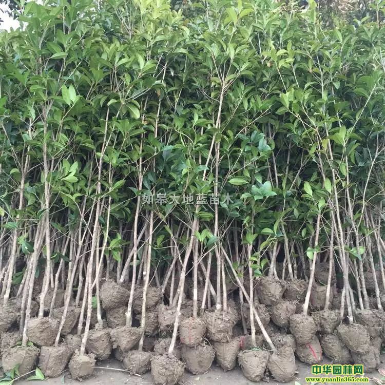 ����1��-1.5��-2�ס����