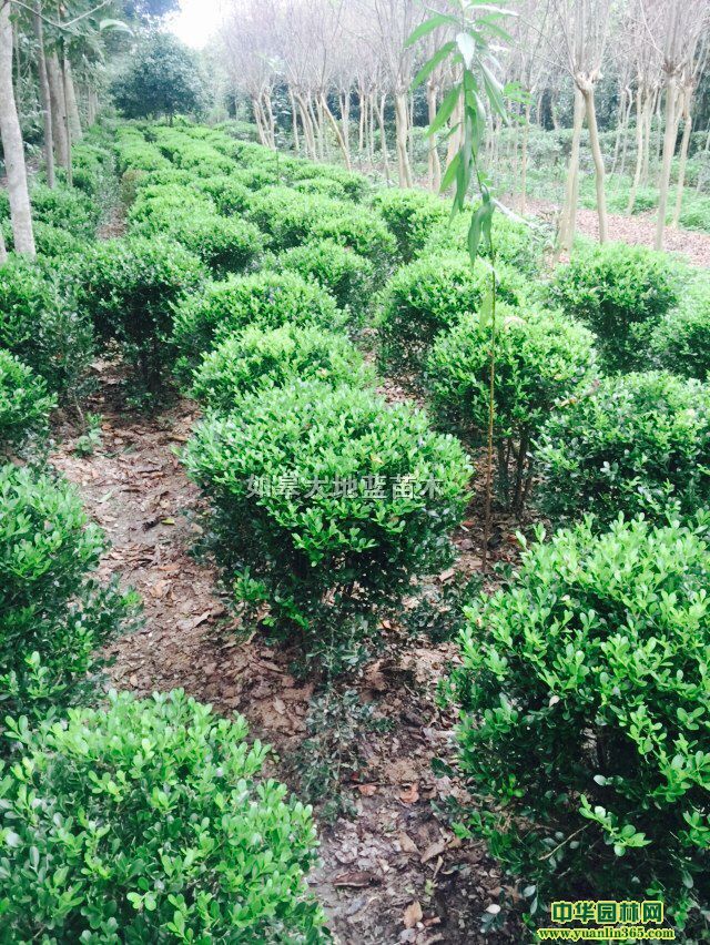 �����򡢹��ӻ����򡢴�Ҷ������СҶŮ����