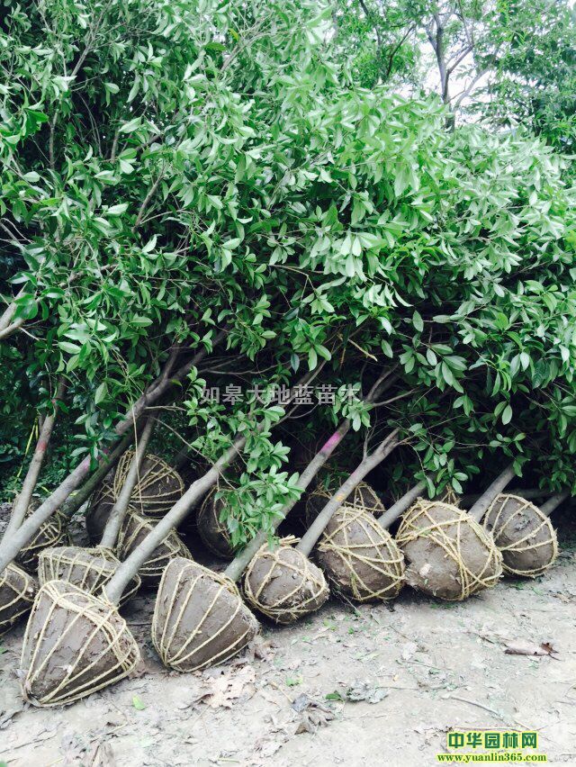 �𻨶���D2-3-4-5-6����