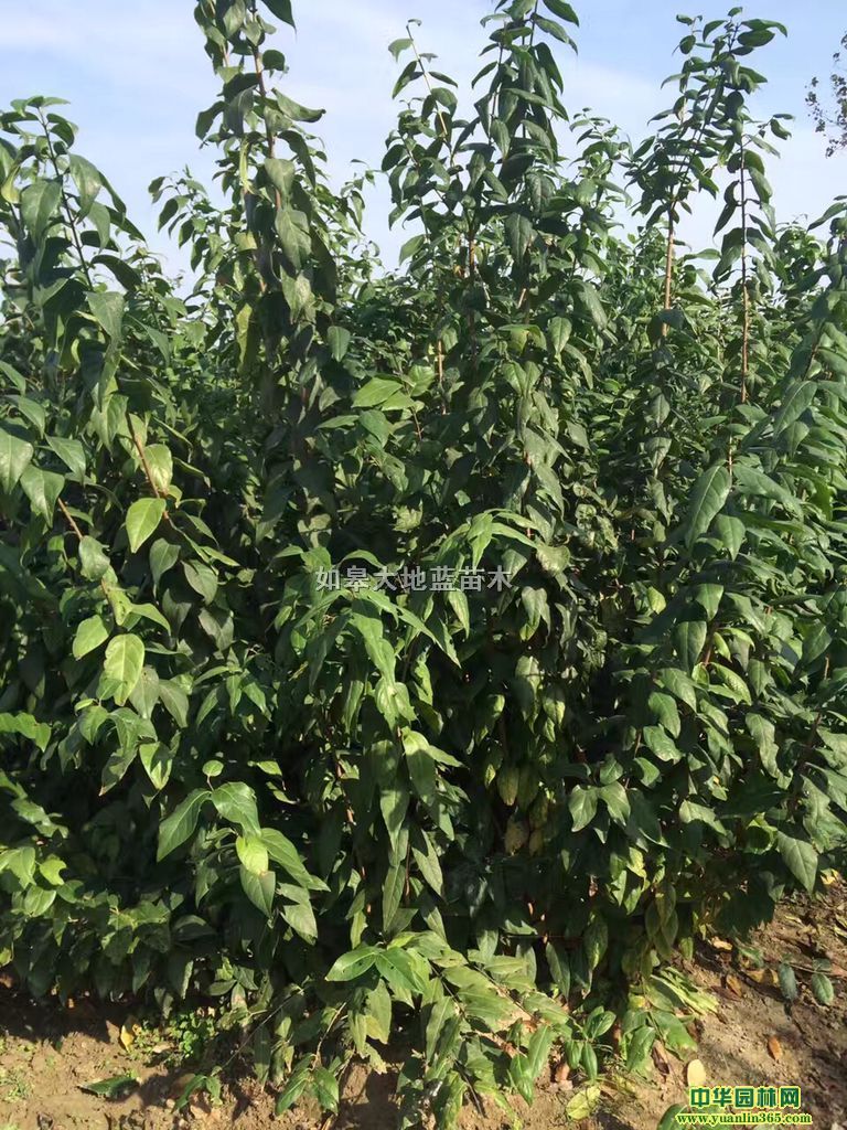 �Ͼ���ľ�ȡ���÷����÷������÷������÷����÷