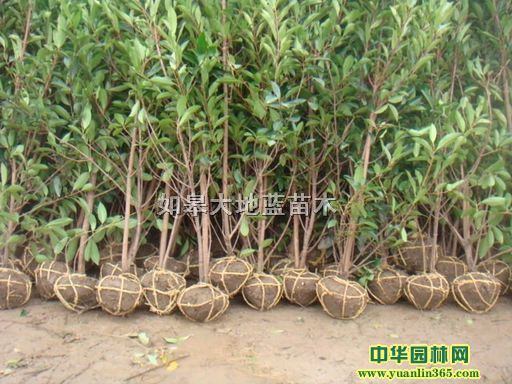 ɺ������������