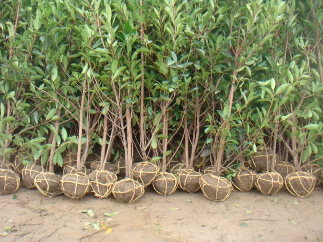 �������ࡢ�˽ǽ��̵���ľ