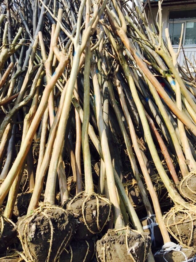 ��ޱ��D4-5-6����