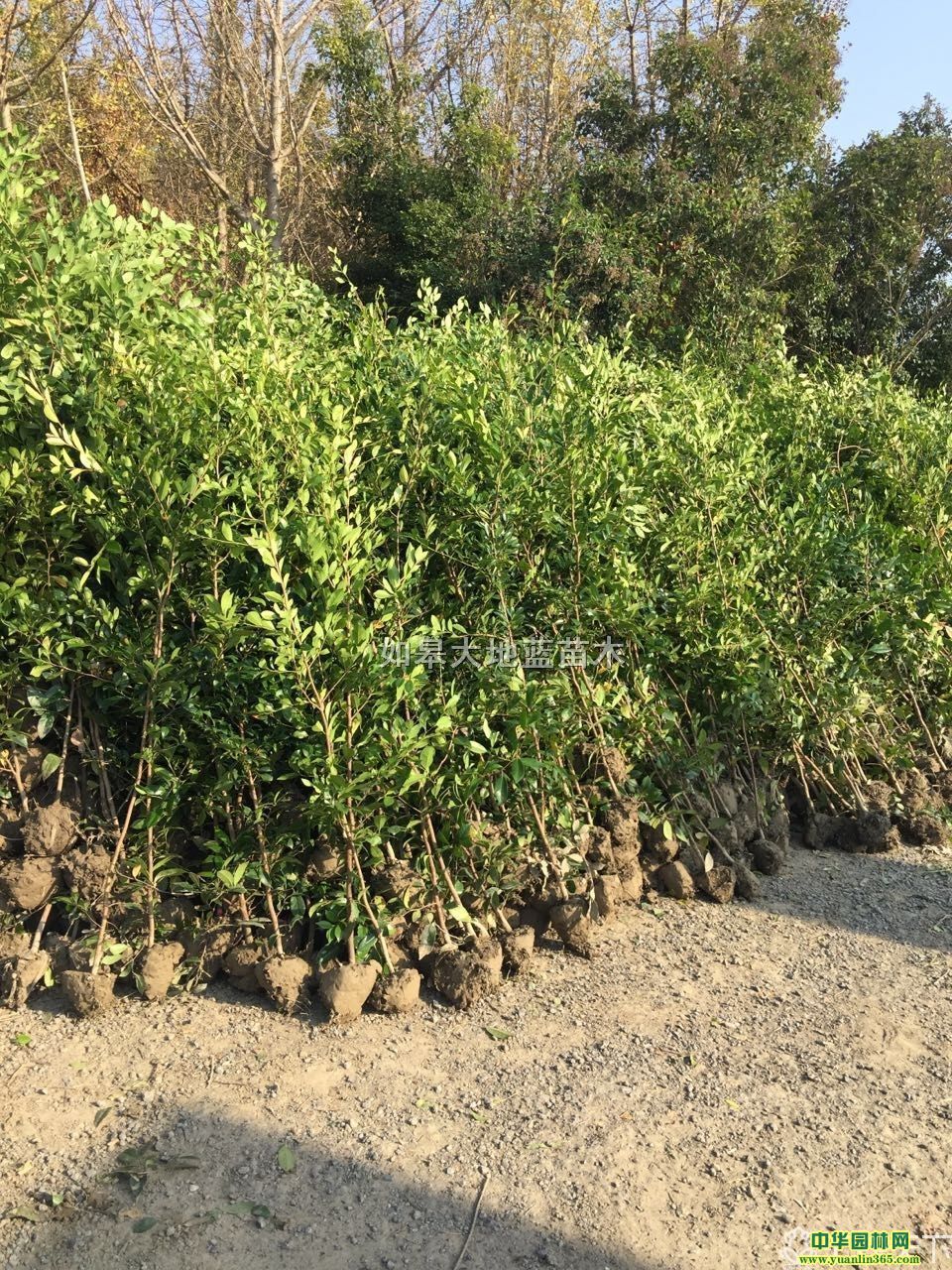 ��ĸh50-300����