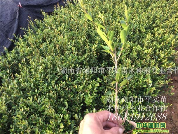 小叶蚊母、细叶蚊母