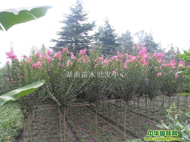 ��ޱС�硢�춹ɼС�硢����С�硢���С�硢�޺���С�硢�ľ