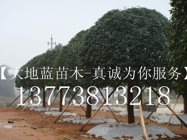 ��޴������ľ��ҵ����ͼƬ ������ľ�������ľ��13773813218���𻨣����ڣ���������ޱ.��ҶŮ��.��������.����.��ͩ�򣬺�Ҷ�������.����.���������ˡ���ĸ.���.����������.���.��צ�ʣ�ʯ��ȡ���ͥԺ.����.�����̻���ľ���������ľ13773813218